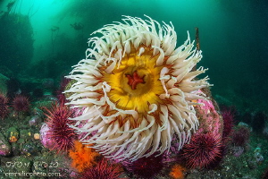 Rose Anemone
Olympic Peninsula, WA, U.S.A. by Tom Radio 